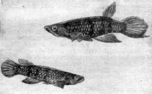 Рис. 111. Хаплохилусы: сверху - самец Panchax (Aplocheilus) chaperi, внизу - самка.