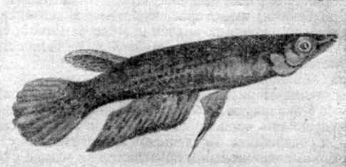 Рис. 112. Хаплохилусы (Panchax lineatus): сверху - самец, внизу - самка.