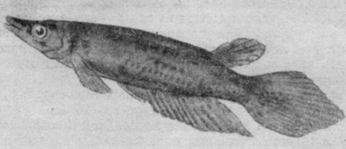 Рис. 112. Хаплохилусы (Panchax lineatus): сверху - самец, внизу - самка.