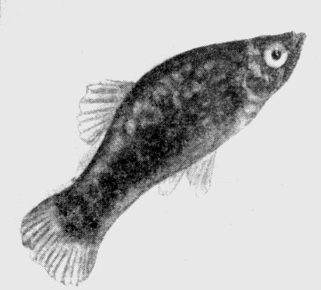 Рис. 116. Плятипецилиус черный (Platypoecilius niger).