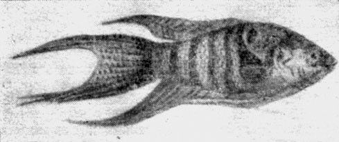Рис. 122. Макропод (Macropodus opercularis).