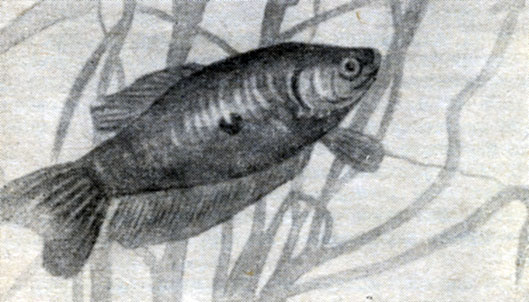 Рис. 125. Гурами пятнистый (Trichogaster trichopterus).