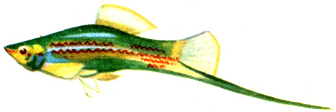 Рис. 117. Зеленый меченосец (Xiphophorus helleri).
