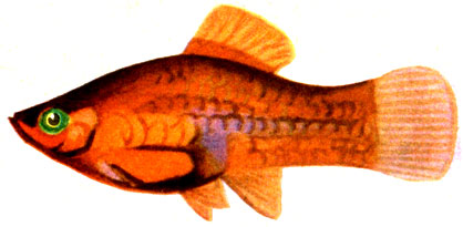 Рис. 115. Плятипецилиус красный (Platypoecilius rubra).
