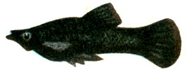 Рис. 120. Черно-бархатные моллиенизии (Mollienisia sphenops var niger): самец