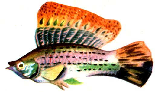 Рис. 121. Парусовидная моллиенизия (Mollienisia velifera) - самец.