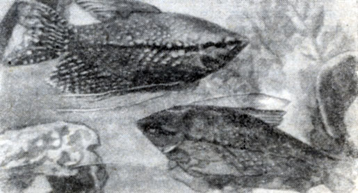 Рис. 127. Гурами жемчужный (Trichogaster leeri): сверху - самец; внизу - самка.