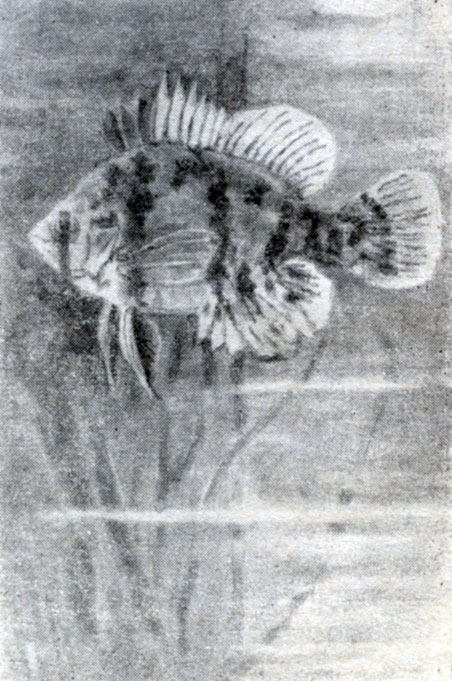 Рис. 129. Дисковидный окунь шейбенбарш (Mesogonistius chaetodon).