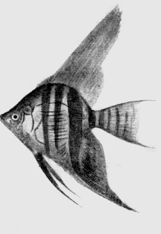 Рис. 130. Птерофиллум скаляре: рыба-лист, или полумесяц (Pterophyllum scalare).