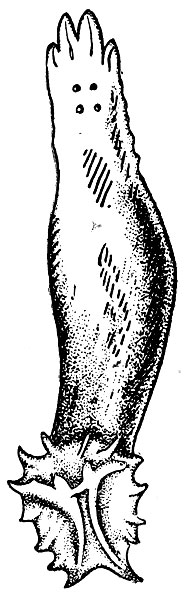 Рис. 24. Дактилогирус (Dactylogyrus vastator).