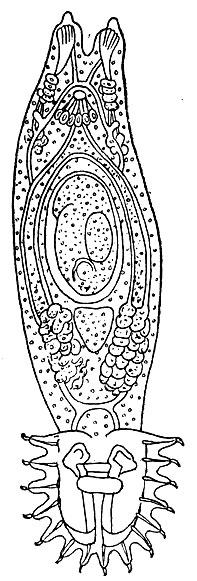 Рис. 25. Гиродактилус (Gyrodactylus elegans).