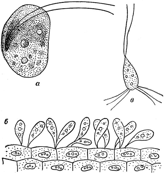 Рис. 27. Костия (Costia necatrix): a - отдельная особь, б - паразиты на эпителии рыбы, в - жгутоносец октомитус (Octomitus truttae).