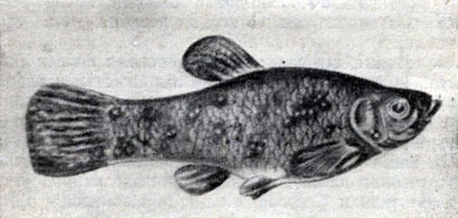 Ихтиофтириус (Ichthyophthyrius): - рыба, пораженная ихтиофтириусом.