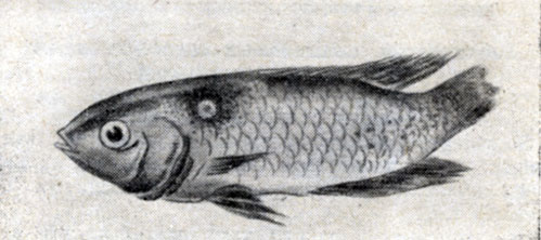 Рис. 32. Ихтиофонус (Ichthyophonus).