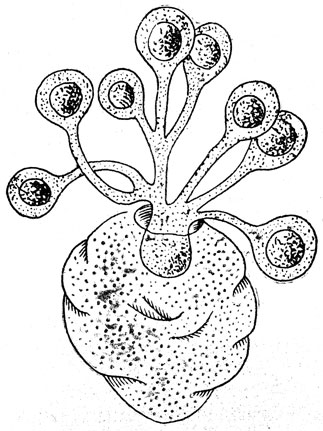 Рис. 32. Ихтиофонус (Ichthyophonus).