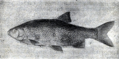 Рис. 33. Внешний вид рыбы, заболевшей лепидортозом, или приподнятием чешуи.