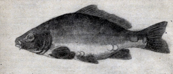 Рис. 34. Внешний вид рыбы, пораженной узелковой болезнью.