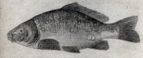 Рис. 36. Внешний вид рыбы, пораженной ихтиофтириусом.