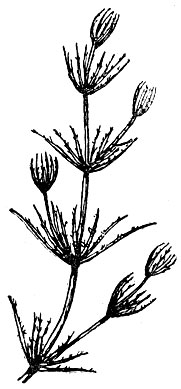 Рис. 37. Топняк, или лучица (Chara fragilis).