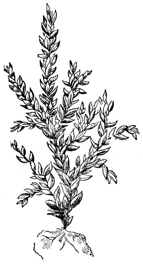 Рис. 39. Водяной мох (Fontinalis antipyretica).