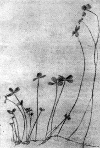 Рис. 40. Марсилия (Marsilea quadrifolia).