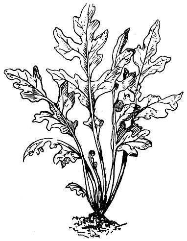 Рис. 41 а. Водяной папоротник (Ceratopteris thalictroides).