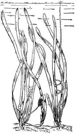 Рис. 43. Валлиснерия (Vallisneria spiralis): налево - мужское; направо - женское растения.