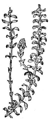 Рис. 44. Элодея канадская (Elodea canadensis).