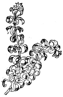 Рис. 46. Элодея курчавая (Lagarosiphon muscoides).