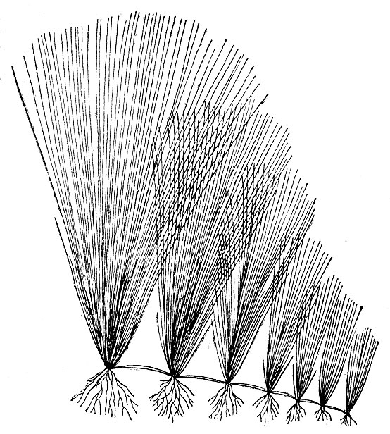 Рис. 47. Гелеохарис (Heleocharis aciсularis).