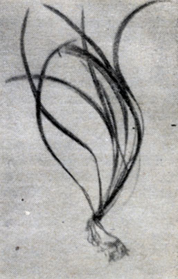 Рис. 49. Стрелолист плавающий (Sagittaria nаtans).