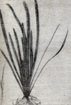 Рис. 50. Стрелолист японский (Sagittaria japonica).