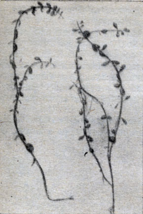 Рис. 53. Бакопа (Васора amplexicaulis).