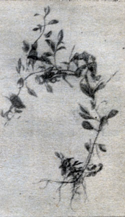 Рис. 54. Людвигия (Ludvigia alternifolia).