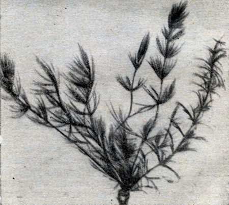 Рис. 55. Перистолистник (Myriophyllum spicatum).