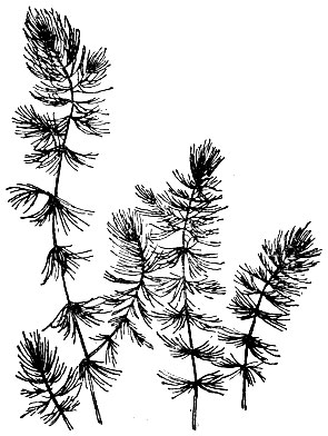 Рис. 56. Роголистник (Ceratophyllum demersum).