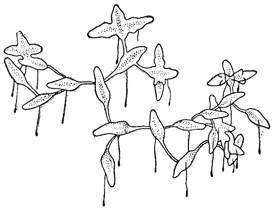 Рис. 60. Ряска трехдольная (Lemna trisulca).