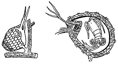 Рис. 62. Пузырчатка обыкновенная (Utricularia vulgaris): 1 - часть листка с пузырьком
