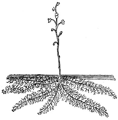 Рис. 62. Пузырчатка обыкновенная (Utricularia vulgaris): 2 - общий вид.