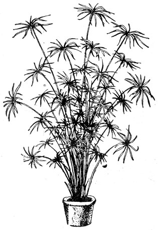 Рис. 63. Циперус (Cyperus alternifolius).