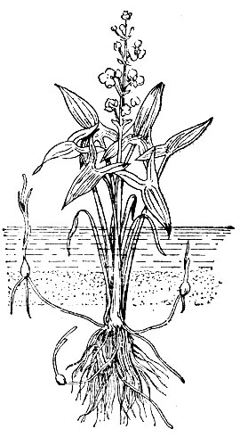 Рис. 65. Стрелолист обыкновенный (Sagittaria sagittifolia).