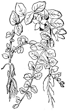 Рис. 66. Вербейник, или денежник (Lysimachianummularia).