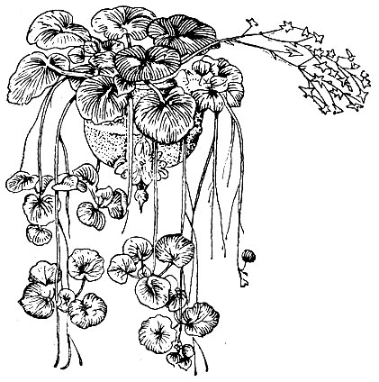 Рис. 67. Камнеломка (Saxifraga sarmentosa).