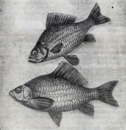 Рис. 75. Озерный (золотой) (Carassius carassius) - сверху и серебряный карась (Carassius auratus gibelio) - снизу.
