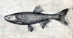Рис. 79. Верховка, или малявка (Leucaspius delineatus).