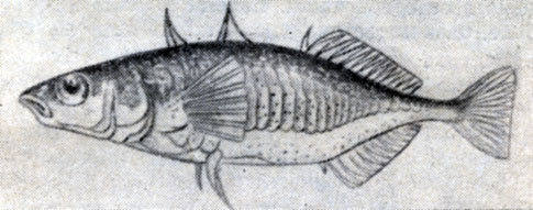 Рис. 89. Колюшка трехиглая (Gasterosteus aculeatus).