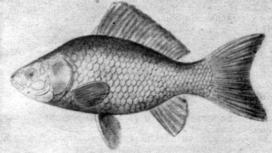 Рис. 90. Золотой, или китайский, карась, или обычная золотая рыбка (Carassius auratus).