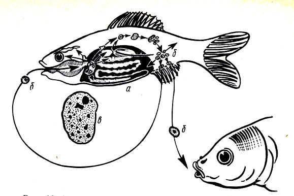 Рис. 13. Цикл развития возбудителя ихтиоспоридиоза: а - деление грибка и места локализации его в теле рыб (показаны стрелками); б грибка; в - общий вид цисты