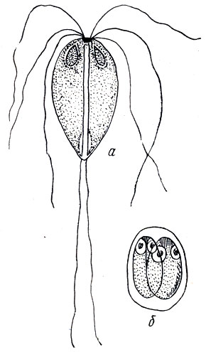 Рис. 17. Возбудитель октомитоза (а) и циста с двумя молодыми особями (б)
