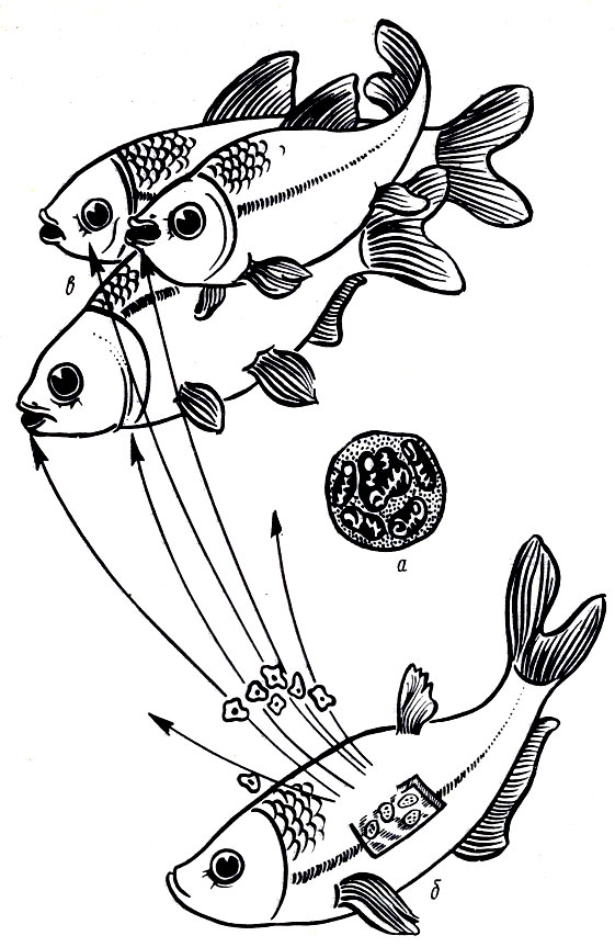 Рис. 18. Цикл развития возбудителя плистофороза:а - панспоробласт, б - погибшая рыба, выделяющая споры; в - заглатывание спор здоровыми рыбами
